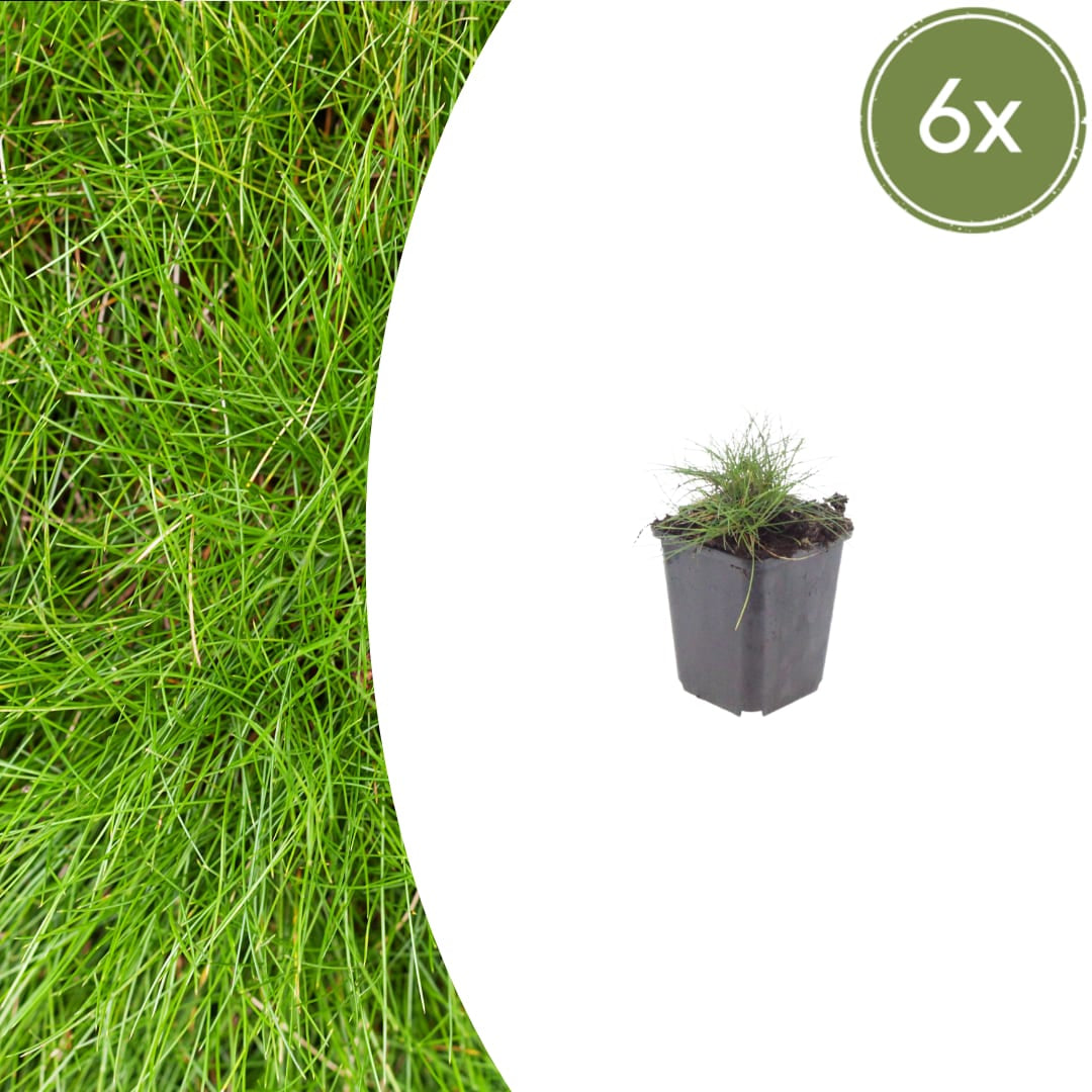 Festuca gautieri Zierschwingel – Ø9cm – Höhe 10-25cm – Immergrünes Ziergras