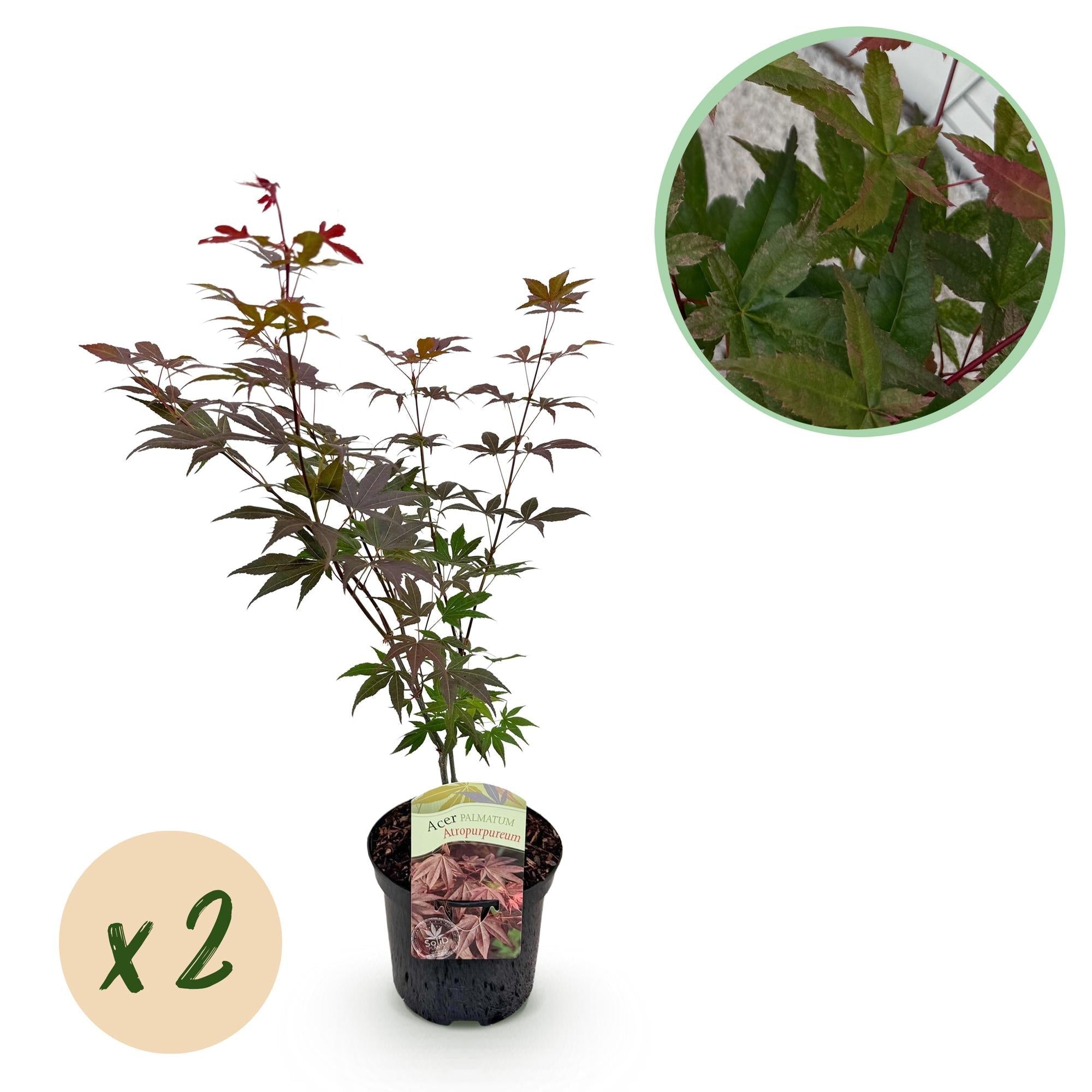 Japanischer Ahorn Acer palmatum Atropurpureum – Lila Balkonpflanze – Ø19cm – Höhe ca. 70cm – Kompakter Zierahorn mit tiefviolettem Laub – Plant