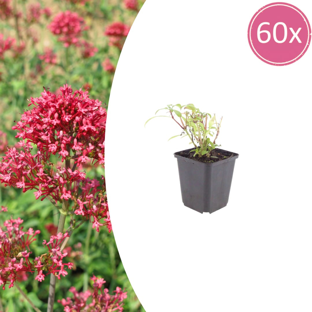 Centranthus ruber Coccineus – Rote Spornblume – 10-25cm – Ø9cm – Winterharte Staude für sonnige Standorte
