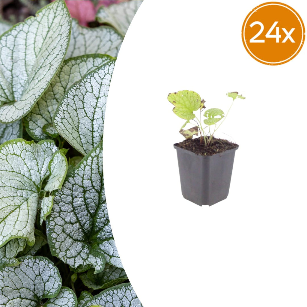 Brunnera macrophylla Jack Frost – Kaukasusvergissmeinnicht – 10-25cm – Ø9cm – Winterharte Schattenstaude mit silbernem Zierlaub