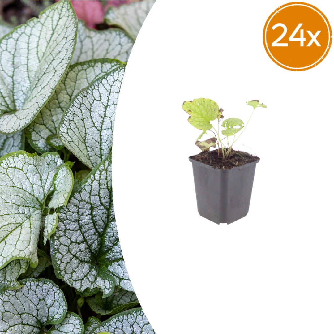 Brunnera macrophylla Jack Frost – Kaukasusvergissmeinnicht – 10-25cm – Ø9cm – Winterharte Schattenstaude mit silbernem Zierlaub
