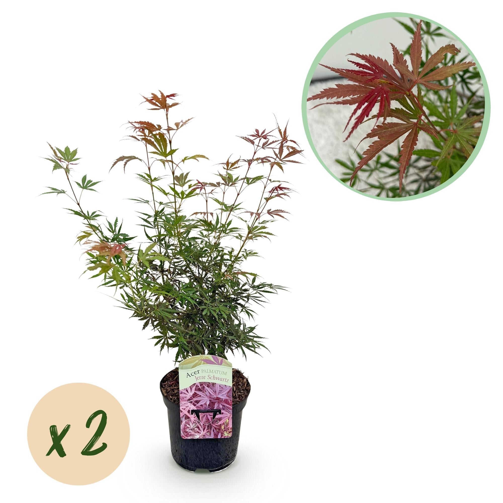 Japanischer Ahorn Acer palmatum 'Jerre Schwartz' – Dunkelrot – Balkon – & Gartenpflanze – Ø19cm – Ca. 70cm hoch – Plant