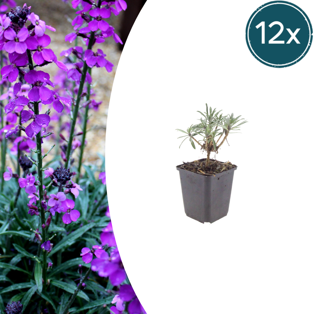 Erysimum Bowles Mauve – Goldlack Staude – 10-25cm – Ø9cm – Langblühende Gartenpflanze für Sonne – Bienenfreundliche Blühstaude für Beet & Kübel