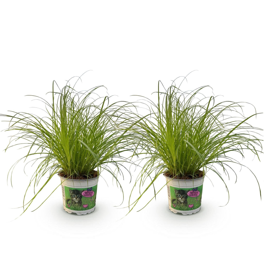 Cyperus alternifolius Zumula – Set – Ø12cm Höhe 28-30cm – Katzengras mit fächerförmigen Blättern – Haustierfreundliche Zimmerpflanze