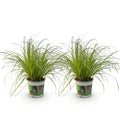 Cyperus alternifolius Zumula – Set – Ø12cm Höhe 28-30cm – Katzengras mit fächerförmigen Blättern – Haustierfreundliche Zimmerpflanze