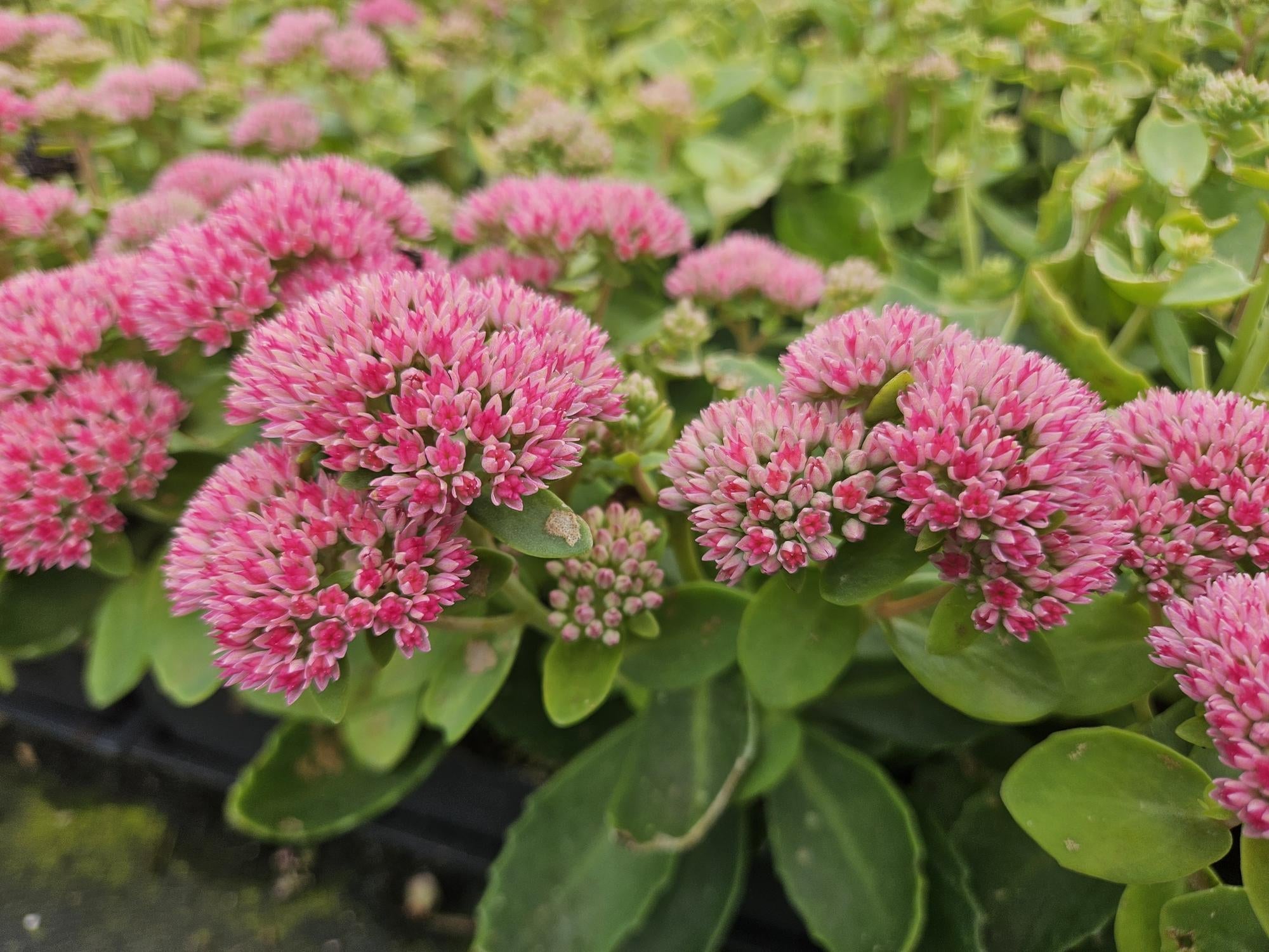 Hohes-Fettblatt Sedum 'Herbstfreude' – ↕10-25cm – Ø9cm – Winterhart – Trockenheitstolerant – Bienenfreundlich – Spätsommerblüte – Plant