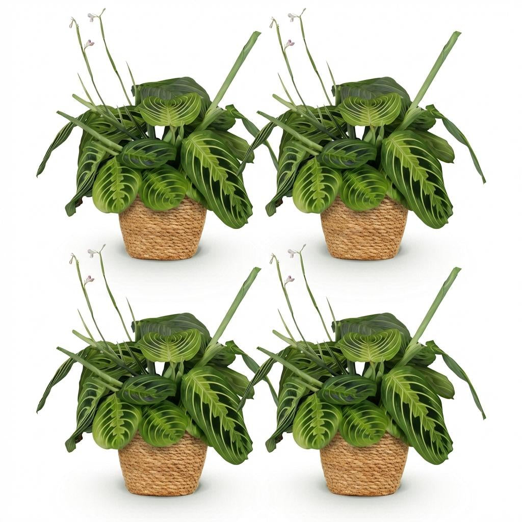 Maranta Fascinator Lemon Lime Zimmerpflanzen inkl. Naturkorb