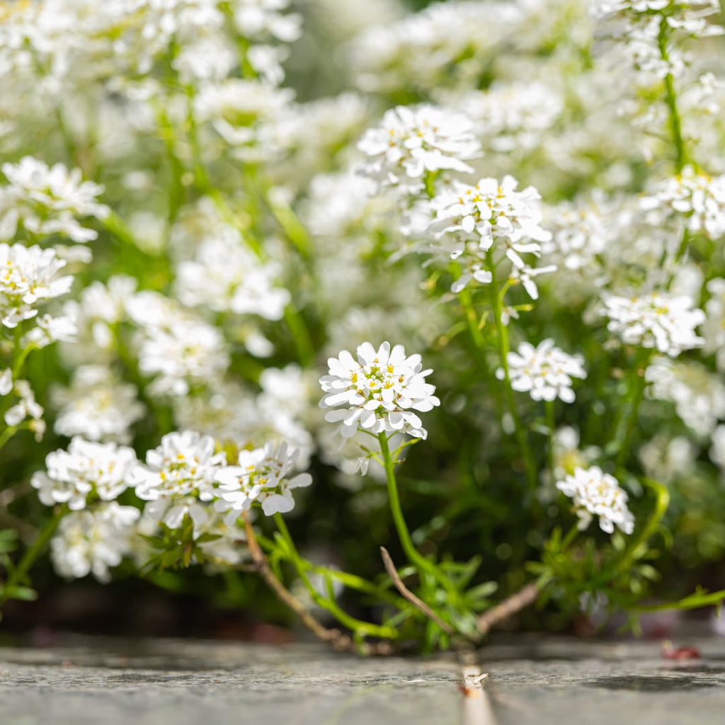 Iberis sempervirens Schneeflocke – Ø9cm – Höhe 10-25cm – Winterharte Bodendecker Staude – Weiße Frühlingsblüte – Immergrün für Beet & Steingarten