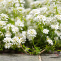 Iberis sempervirens Schneeflocke – Ø9cm – Höhe 10-25cm – Winterharte Bodendecker Staude – Weiße Frühlingsblüte – Immergrün für Beet & Steingarten