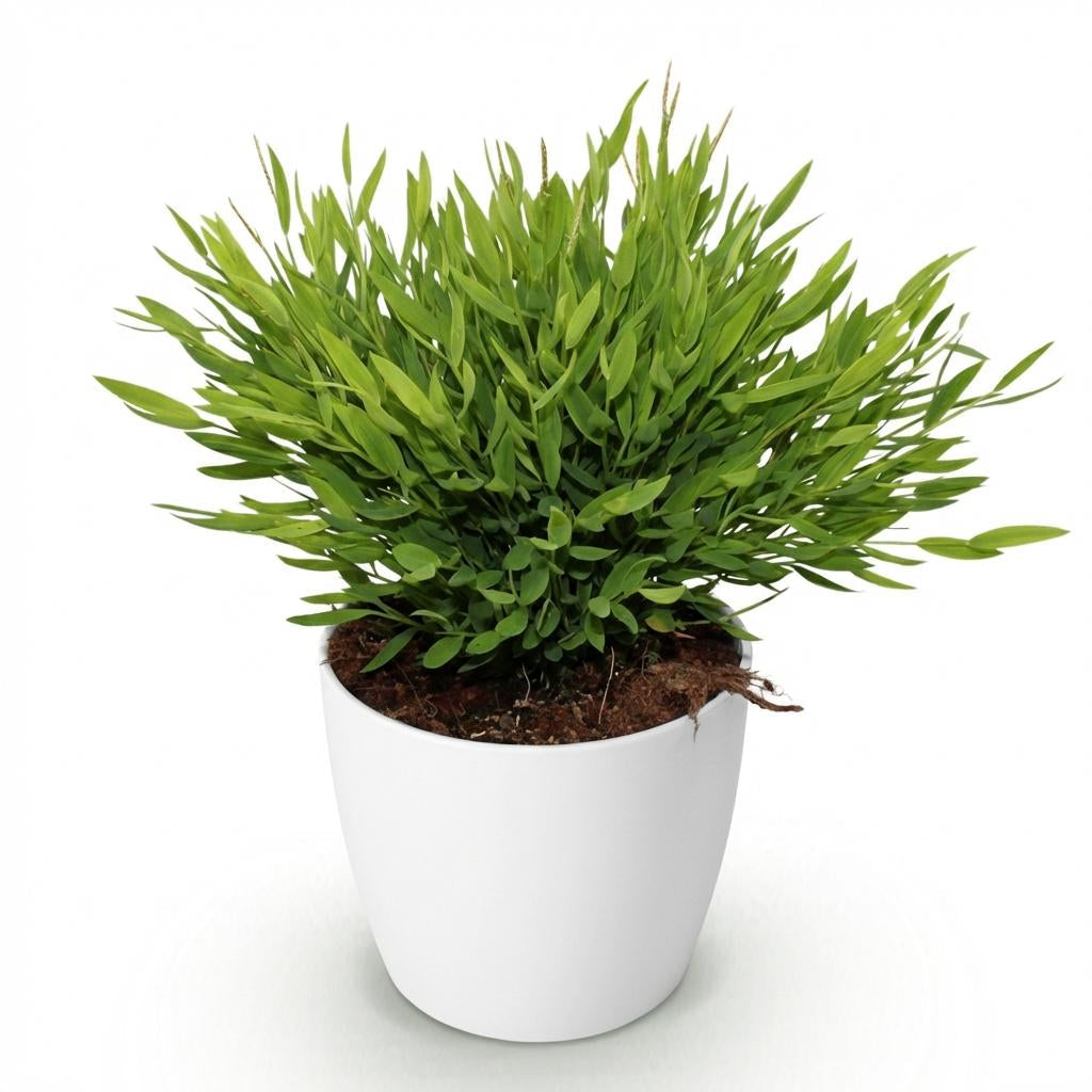 Bambus Pogonatherum Monica Zimmerpflanze mit weißem Topf Ø12cm Höhe 20cm Haustierfreundliche Grünpflanze pflegeleicht für Wohnzimmer Büro Schlafzimmer