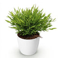 Bambus Pogonatherum Monica Zimmerpflanze mit weißem Topf Ø12cm Höhe 20cm Haustierfreundliche Grünpflanze pflegeleicht für Wohnzimmer Büro Schlafzimmer