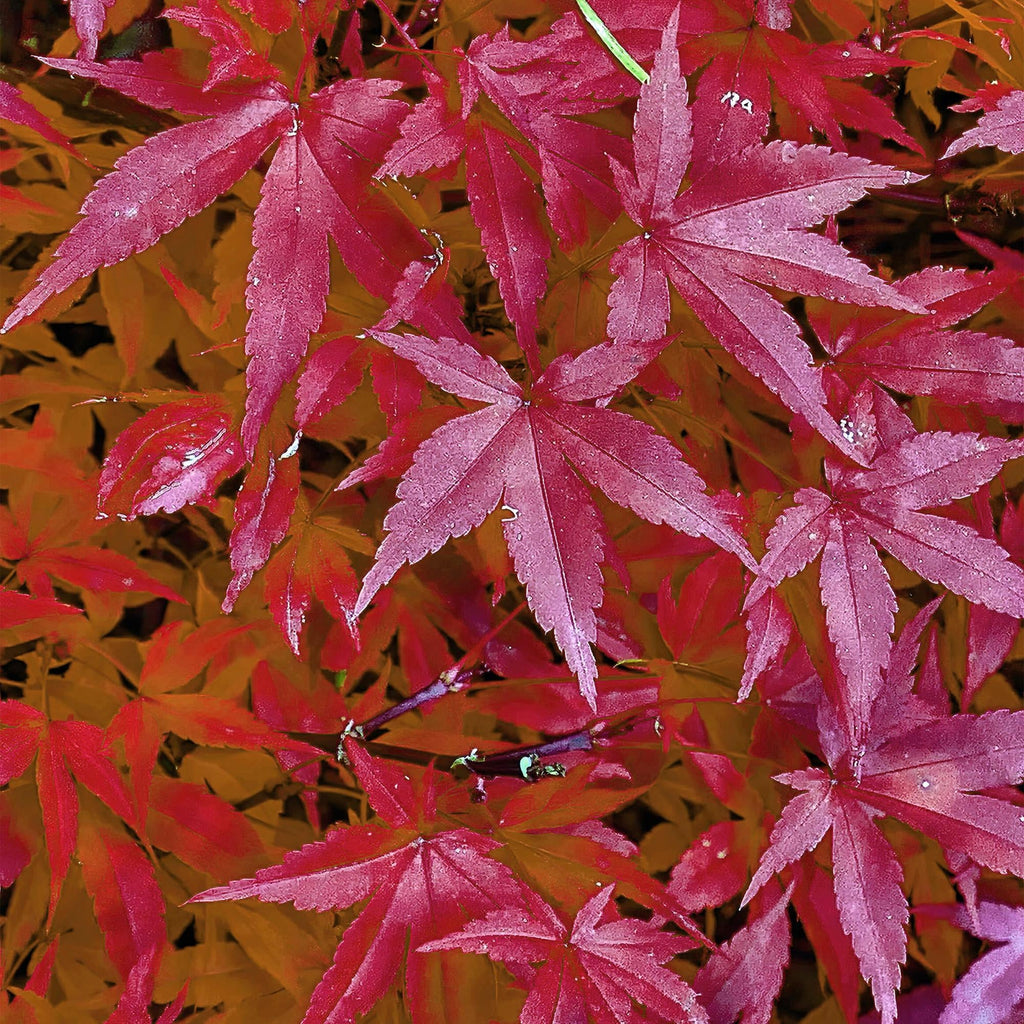 Japanischer Ahorn – Acer palmatum 'Pink Dwarf' – ca. 70cm hoch – Ø19cm – rosa Frühlingslaub – kompakte Balkon – & Gartenpflanze – Plant