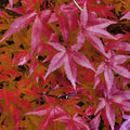 Japanischer Ahorn – Acer palmatum 'Pink Dwarf' – ca. 70cm hoch – Ø19cm – rosa Frühlingslaub – kompakte Balkon – & Gartenpflanze – Plant