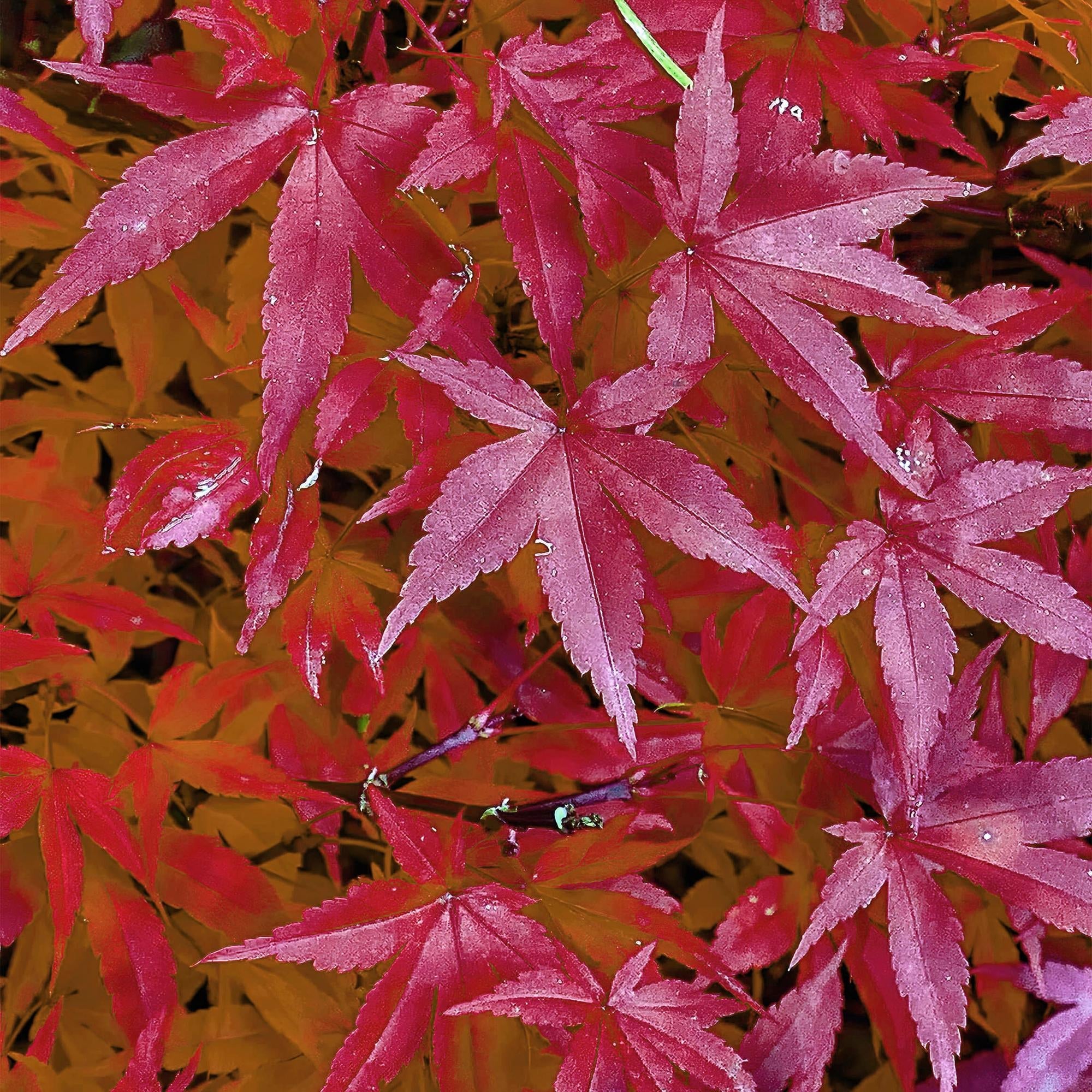 Japanischer Ahorn – Acer palmatum 'Pink Dwarf' – ca. 70cm hoch – Ø19cm – rosa Frühlingslaub – kompakte Balkon – & Gartenpflanze – Plant