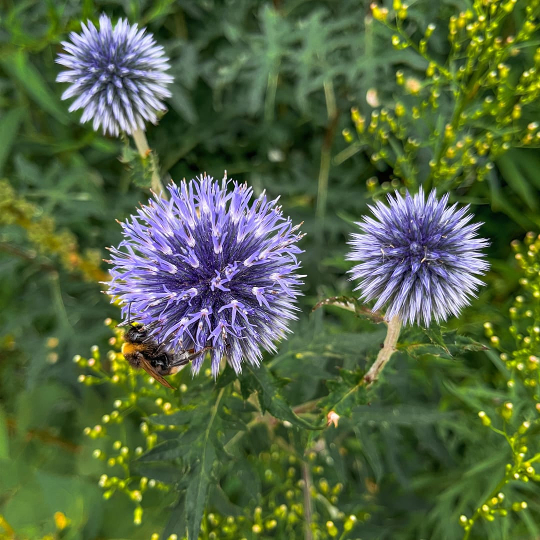 Kugeldistel Echinops ritro – 10-25cm – Ø9cm – Winterharte Staude mit blauen Blütenkugeln