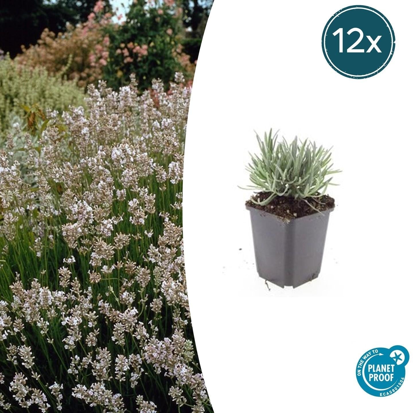 Lavendel Lavandula int. 'Edelweiss' – ↕10-25cm – Ø9cm – Weiße Blüten, Bienen – & Schmetterlingsfreundlich, Winterhart – Plant