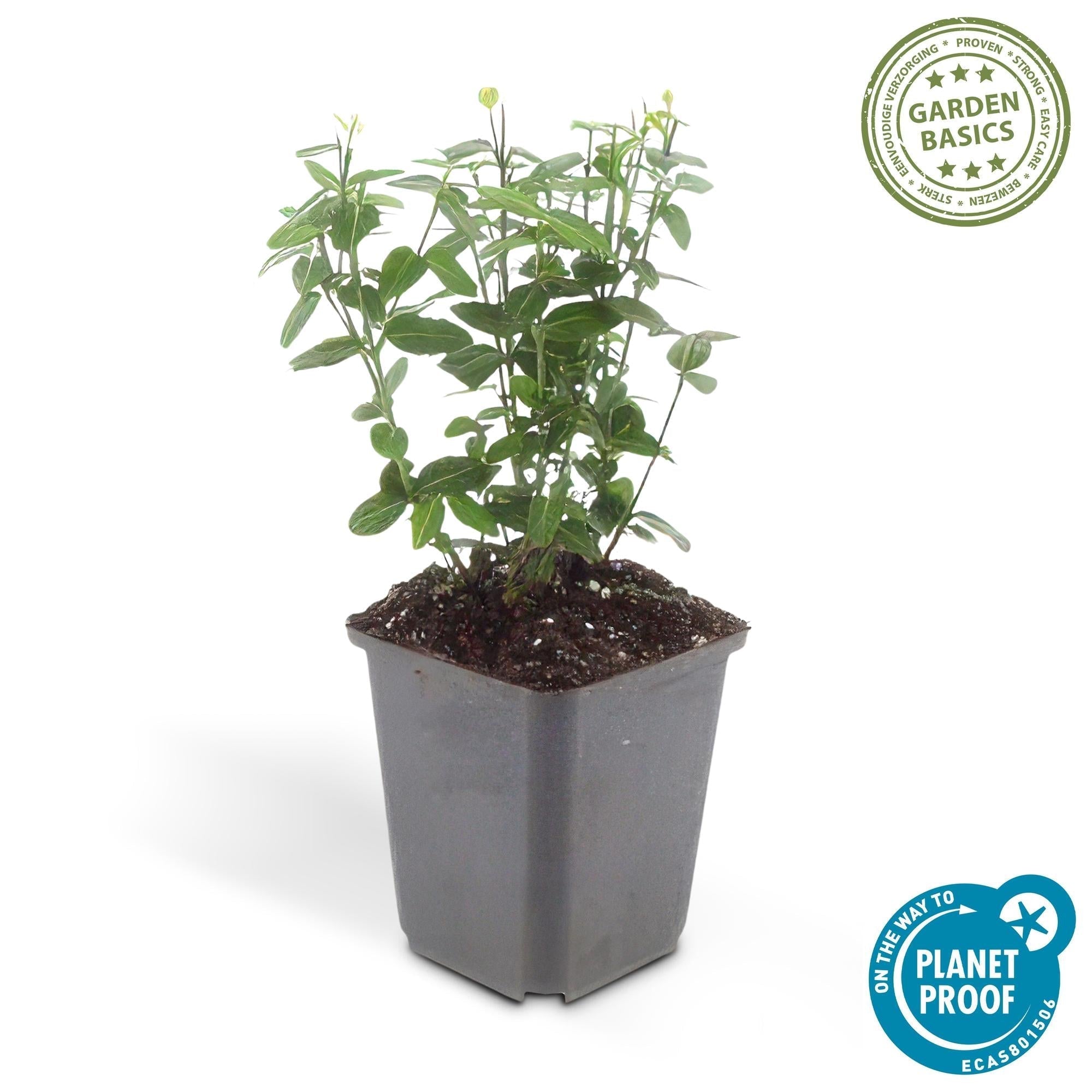 Immergrüne Kriechspindel – Euonymus fortunei radicans – ↕10-25cm – Ø9cm – Pflegeleicht & Winterhart – Garten, Beete & Zäune – Plant