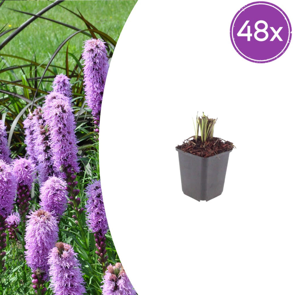 Liatris spicata – Ø9cm – Höhe 10-25cm – Winterharte Staude – Violettrosa Blütenähren – Bienen