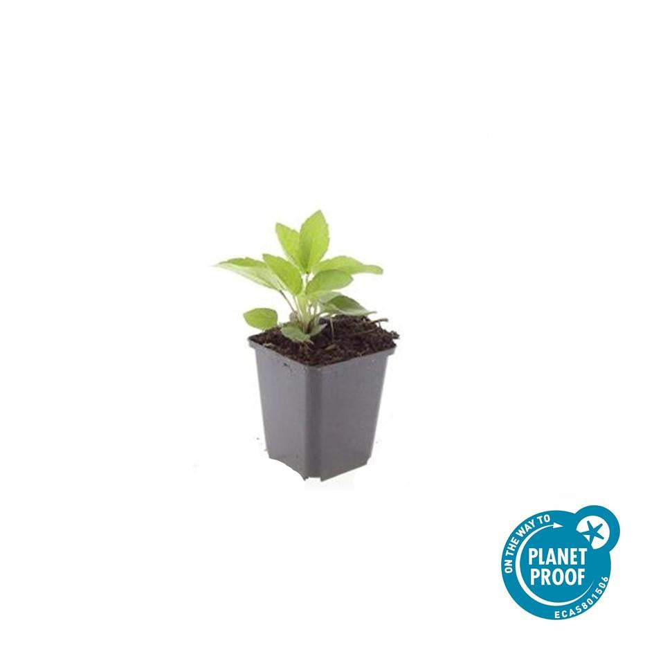 Leuchtender Sonnenhut Rudbeckia fulgida 'Goldsturm' – ↕10-25cm – Ø9cm – Gelbe Blüten – Bienenfreundlich – Pflegeleichte Staude – Plant