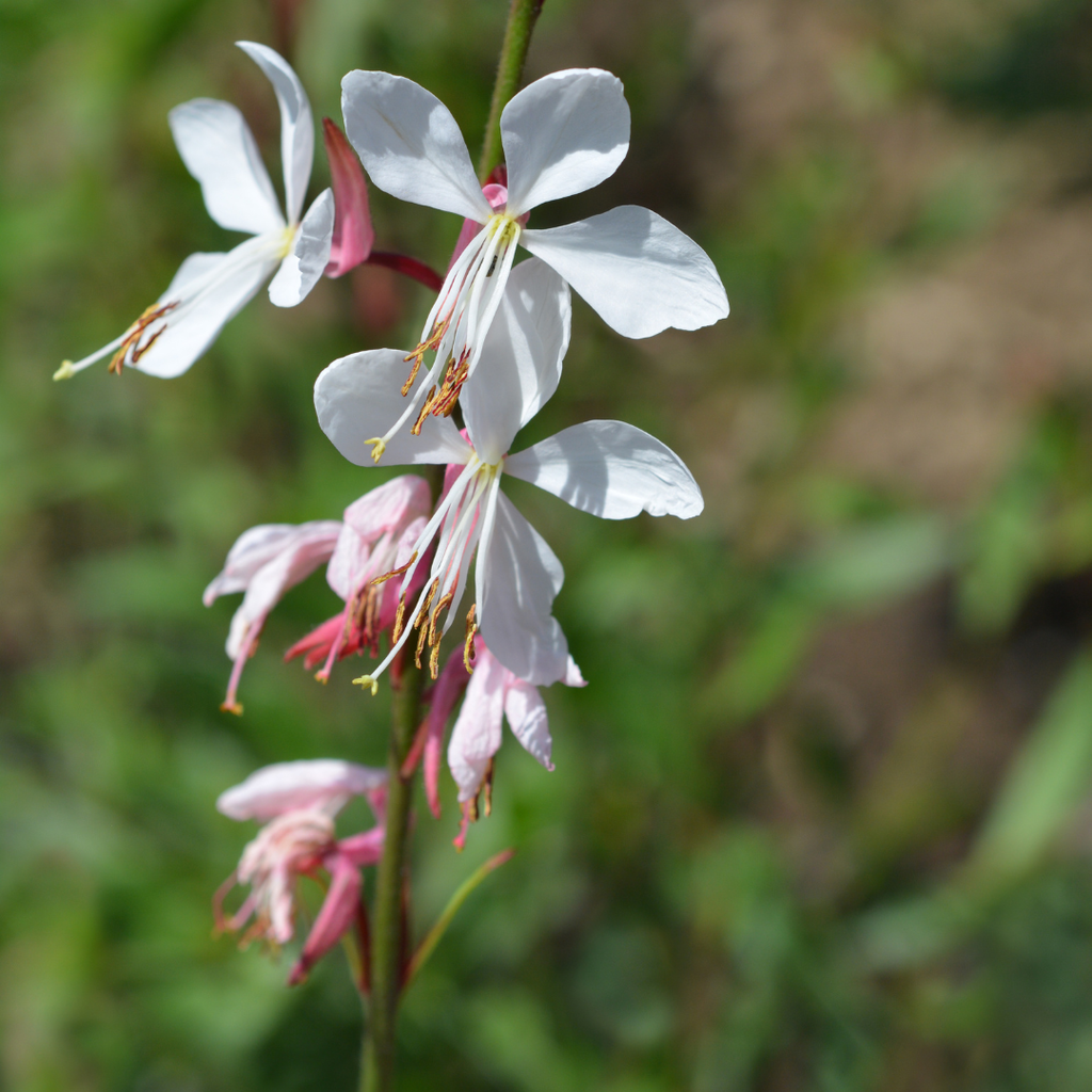 Gaura lindheimeri Prachtkerze – Ø9cm – Höhe 10-25cm – Weiße Rosa Blüten – Sommerblühende Staude – Für Beet, Präriegarten & Kübel