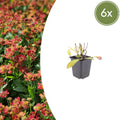 Helenium Moerheim Beauty – Ø9cm – Höhe 10-25cm – Sonnenbraut – Gelb Orange Blüten – Sommerstaude für Beet & Präriegarten