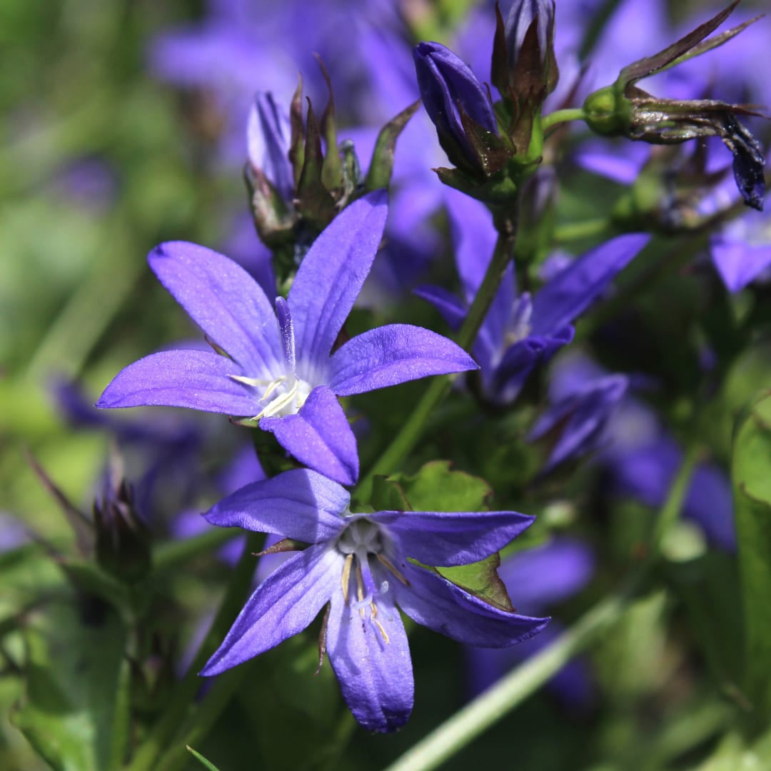 Campanula poscharskyana – Polster – Glockenblume – 10-25cm – Ø9cm – Winterharte Bodendecker Staude – Blühpflanze für Mauer, Beet & Balkon