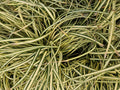 Gold Segge Carex oshimensis 'Evergold' – ↕10-25cm – Ø9cm – Immergrün – Pflegeleicht – Schattentauglich – Plant
