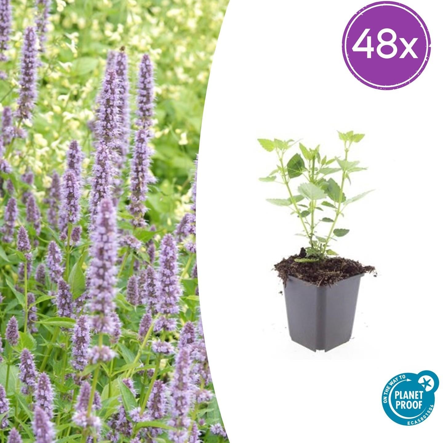 Asiatische Duftnessel – Agastache 'Blue Fortune' – ↕10-25cm – Ø9cm – Lavendelblaue Blüten – Schmetterlings – & bienenfreundlich – Plant