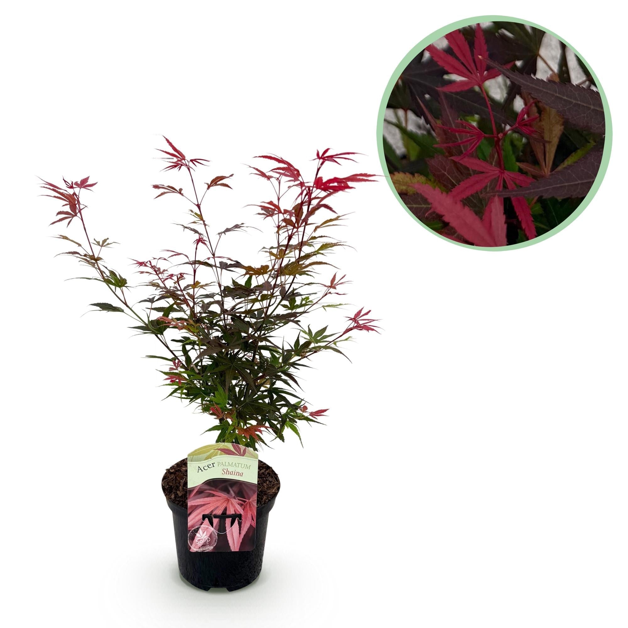 Japanischer Ahorn – Acer palmatum 'Shaina' – ca. 70cm hoch – Ø19cm – kompakte Sorte mit tiefrotem Laub – Balkon – & Gartenpflanze – Plant