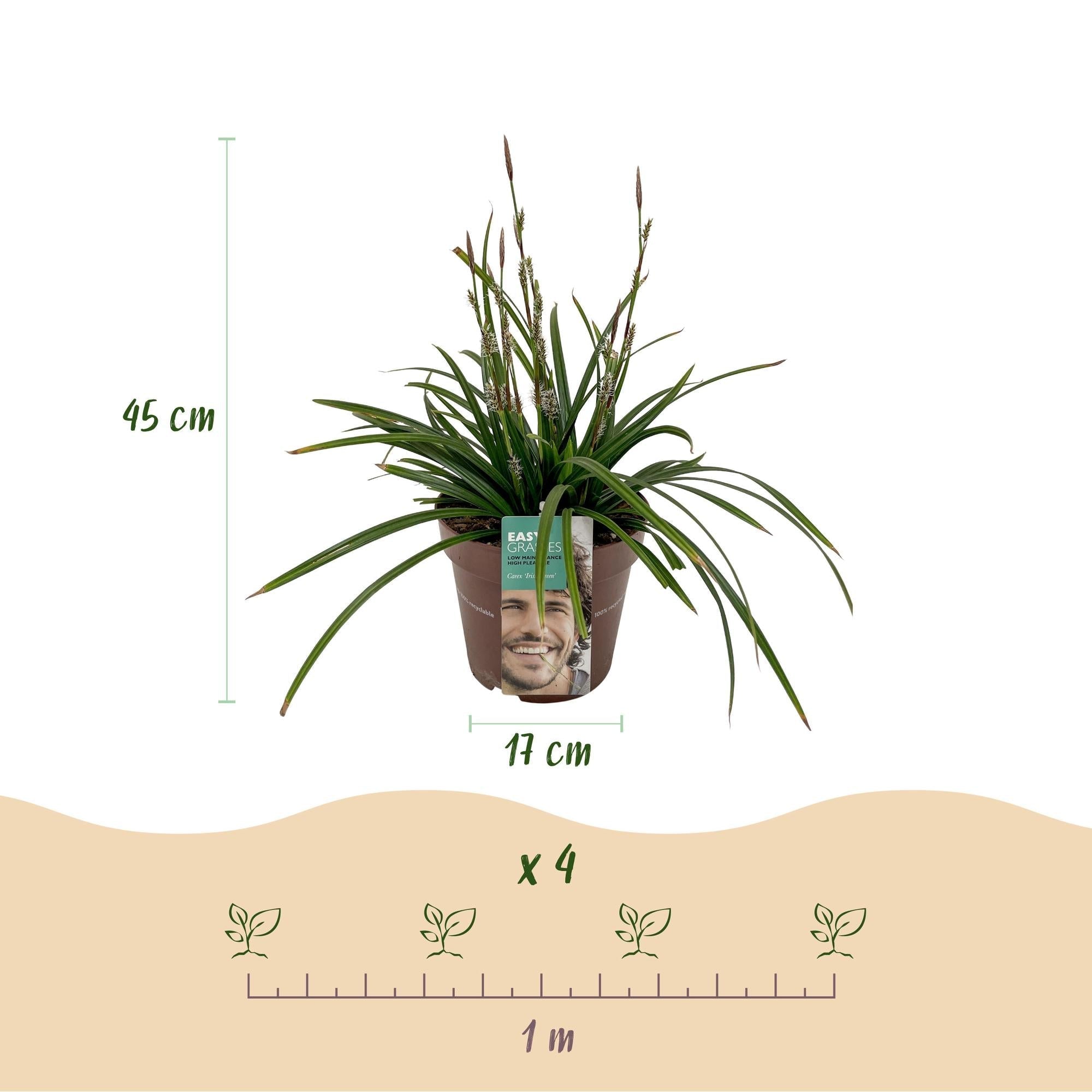 Carex morrowii Irish Green – 17cm – ca. 50cm hoch – Immergrüne Grünblättrige Segge – Pflegeleichtes Ziergras für Garten, Terrasse & Balkon – Plant