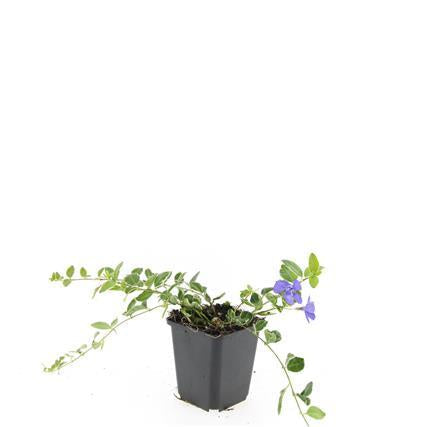 Kleinblättriges Immergrün Vinca minor 'Ralph Shugert' – ↕10-25cm – Ø9cm – Lavendelfarbene Blüten – Immergrün & pflegeleicht – Plant