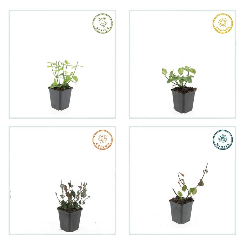 Spindelstrauch – Euonymus fortunei 'Dart's Blanket' – ↕10-25cm – Ø9cm – Schattentolerant – Winterhart – Pflegeleicht – Plant