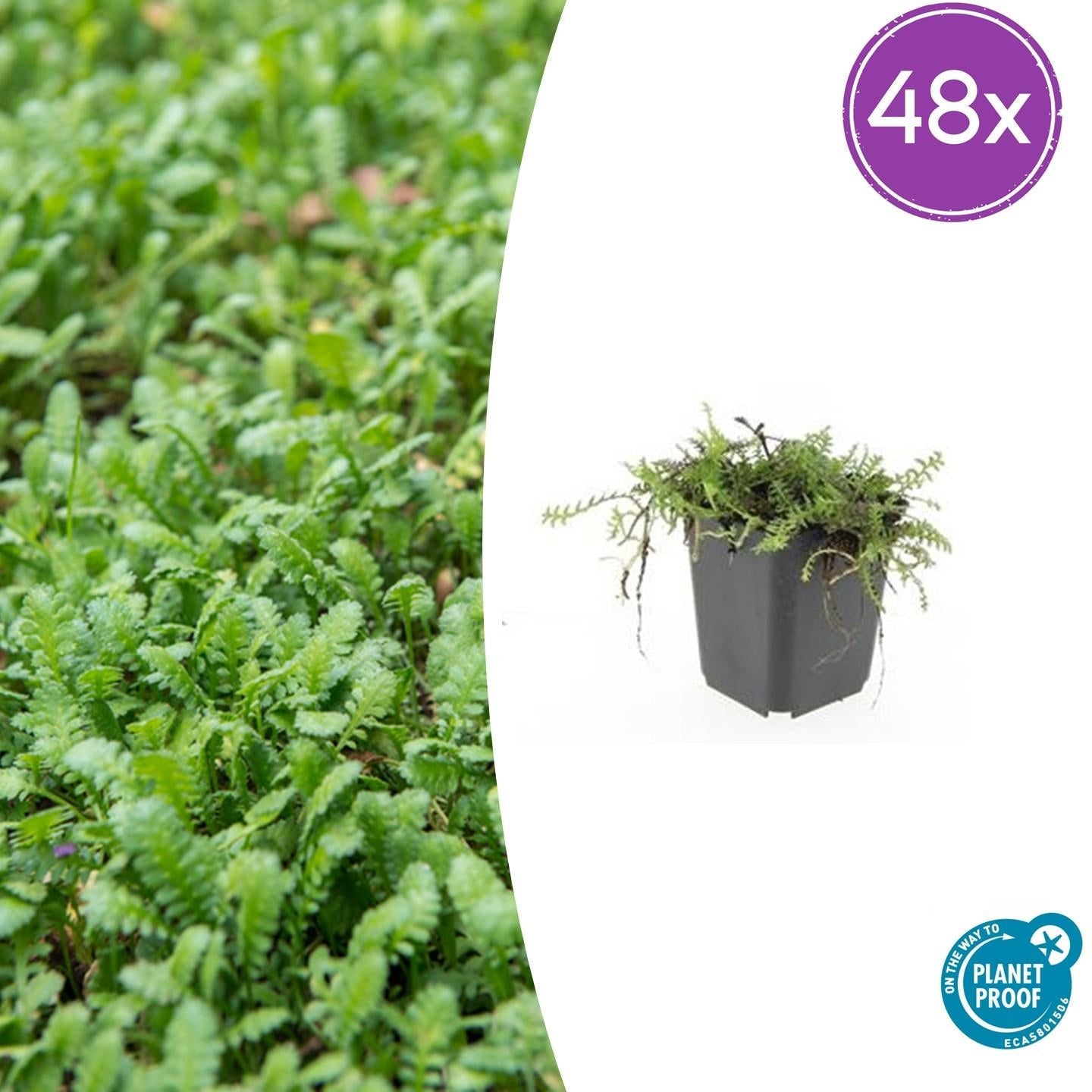 Fiederpolster Leptinella squalida – ↕10-25cm – Ø9cm –, Farnartige Blätter, Schattentauglich, Pflegeleicht – Plant