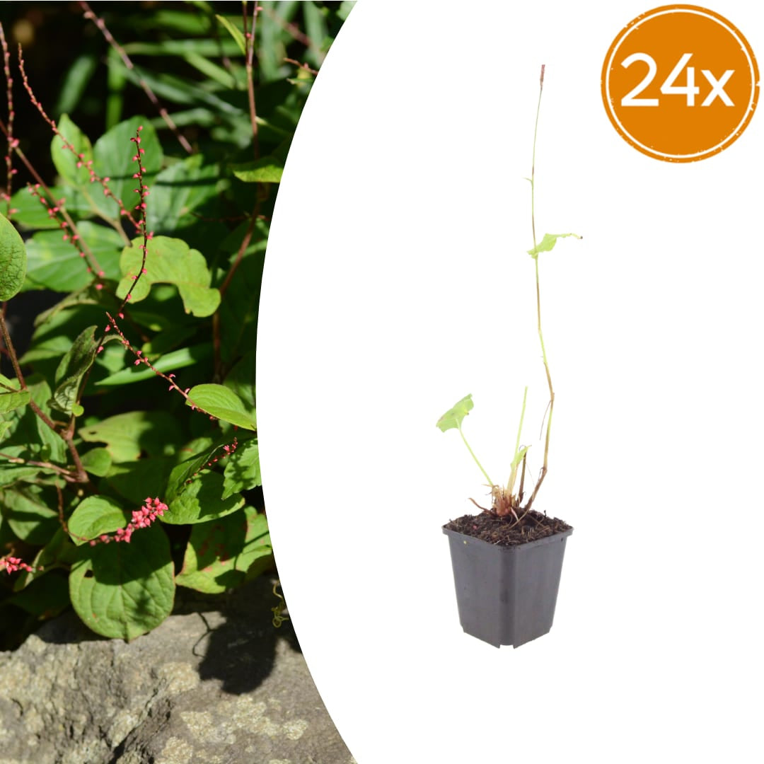 Persicaria amplexicaulis Speciosa – Ø9cm – Höhe 10-25cm – Winterharte Staude – Tiefrote Blütenähren