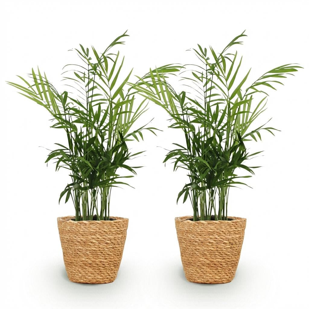 Chamaedorea Elegans Goldpalme Zimmerpflanze inkl. Naturkorb