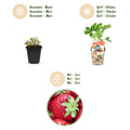 Erdbeere Fragaria Elvira winterhart Höhe 30cm Ø9cm – Rote Erdbeere für Beet Balkon & Topf – Pflegeleichte Obstpflanze mit hohem Ertrag