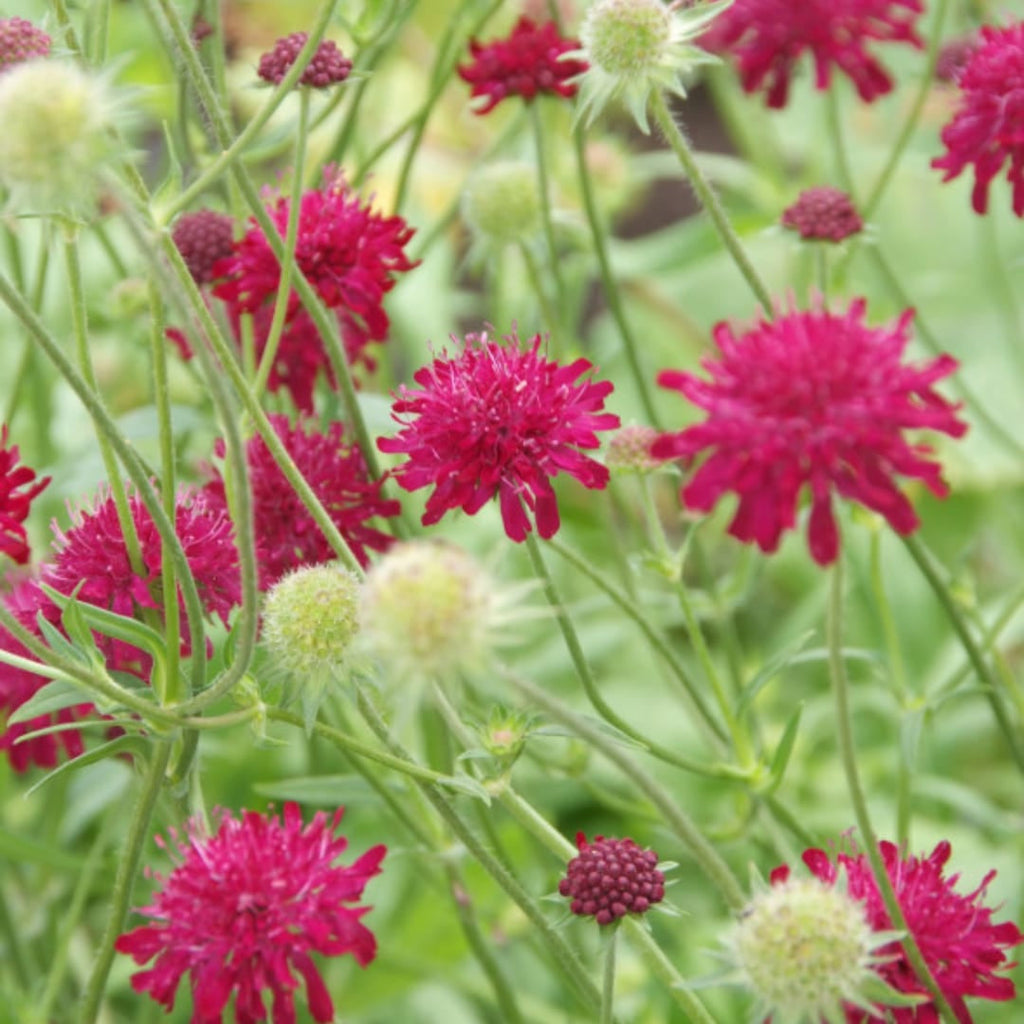 Knautia macedonica – Ø9cm – Höhe 10-25cm – Winterharte Staude – Tiefrote Blütendolden – Bienen