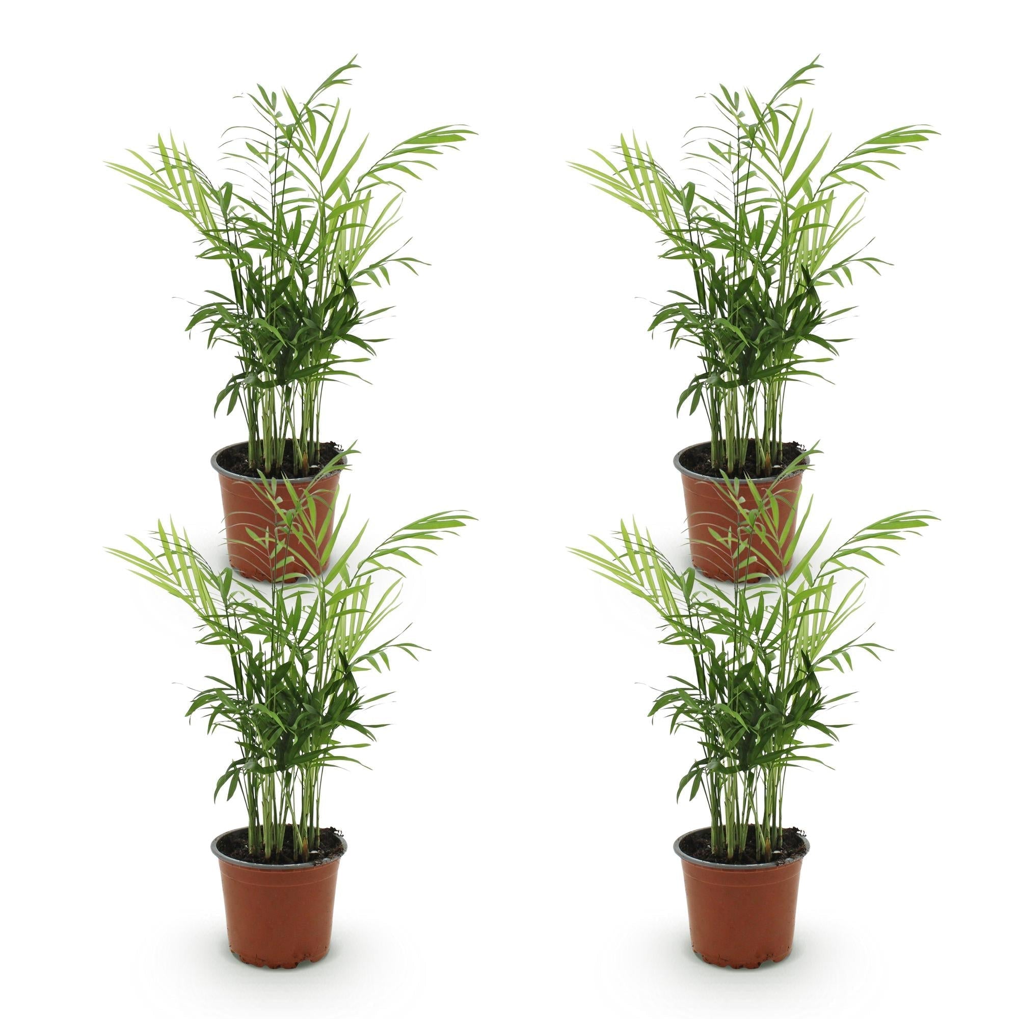 Chamaedorea elegans – Set – Ø12cm Höhe 35-40cm – Goldpalme mit feinen Wedeln – Haustierfreundliche luftreinigende Zimmerpflanze