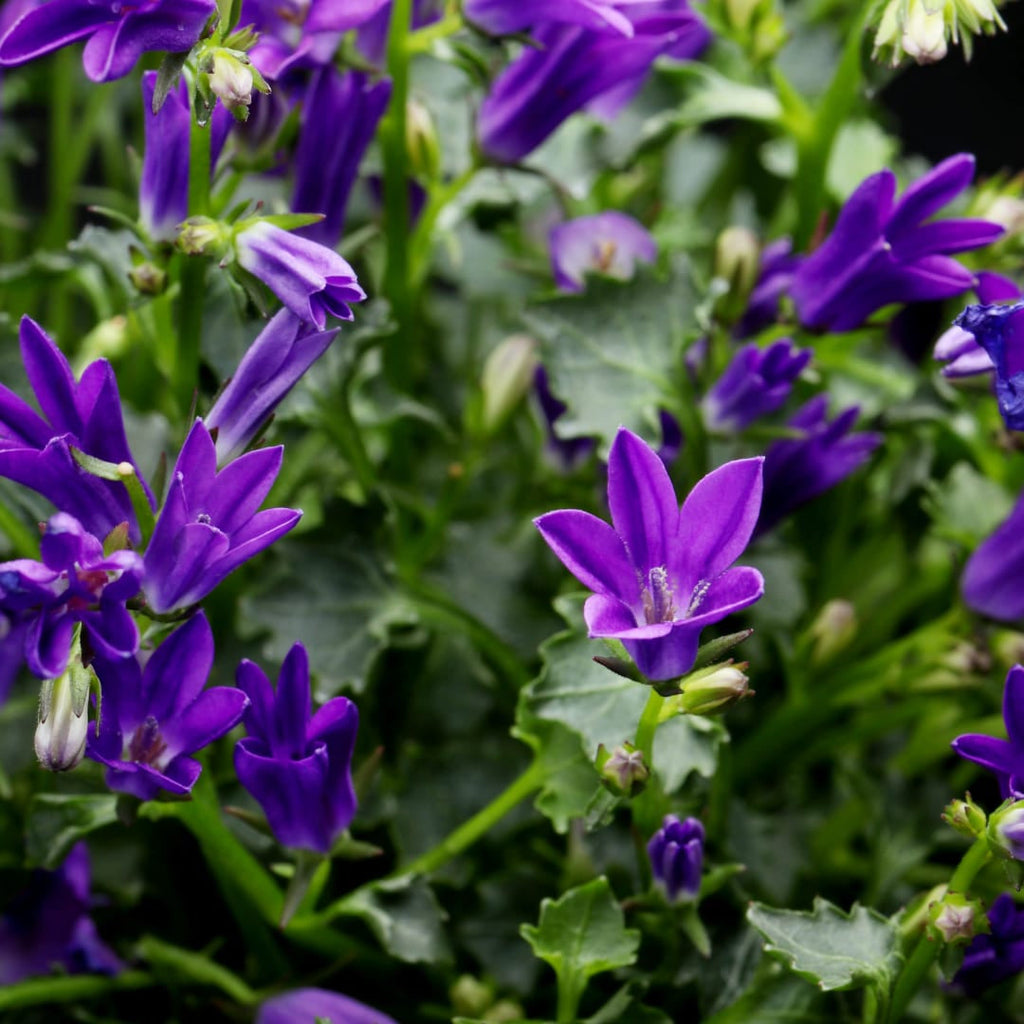 Pfirsichblättrige Glockenblume Campanula persicifolia ‘Coerulea’ – 10-25cm – Ø9cm – Blaue Staude für Sonne & Halbschatten