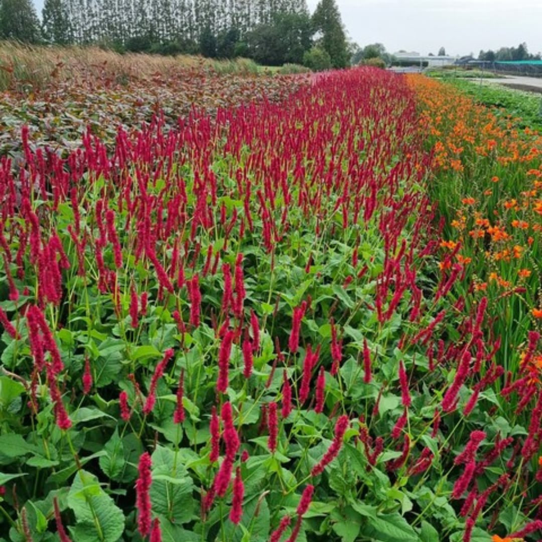 Persicaria amplexicaulis Blackfield – Ø9cm – Höhe 10-25cm – Winterharte Staude – Dunkelrote Blütenähren