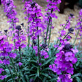 Erysimum Bowles Mauve – Goldlack Staude – 10-25cm – Ø9cm – Langblühende Gartenpflanze für Sonne – Bienenfreundliche Blühstaude für Beet & Kübel
