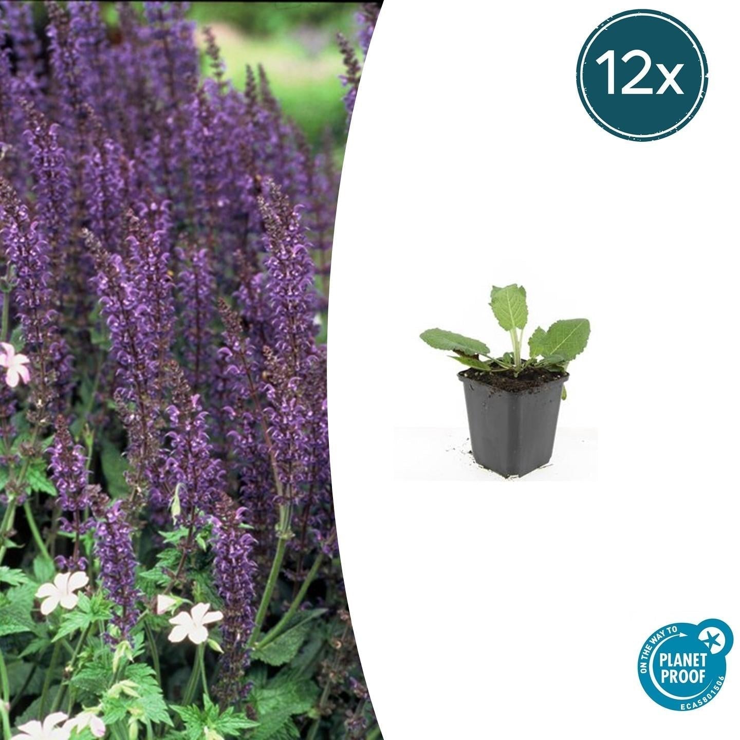 Blüten – Salbei Salvia nem. 'Mainacht' – ↕10-25cm – Ø9cm – Bienenfreundlich – Blau blühend – Sonniger Standort – Pflegeleicht – Plant