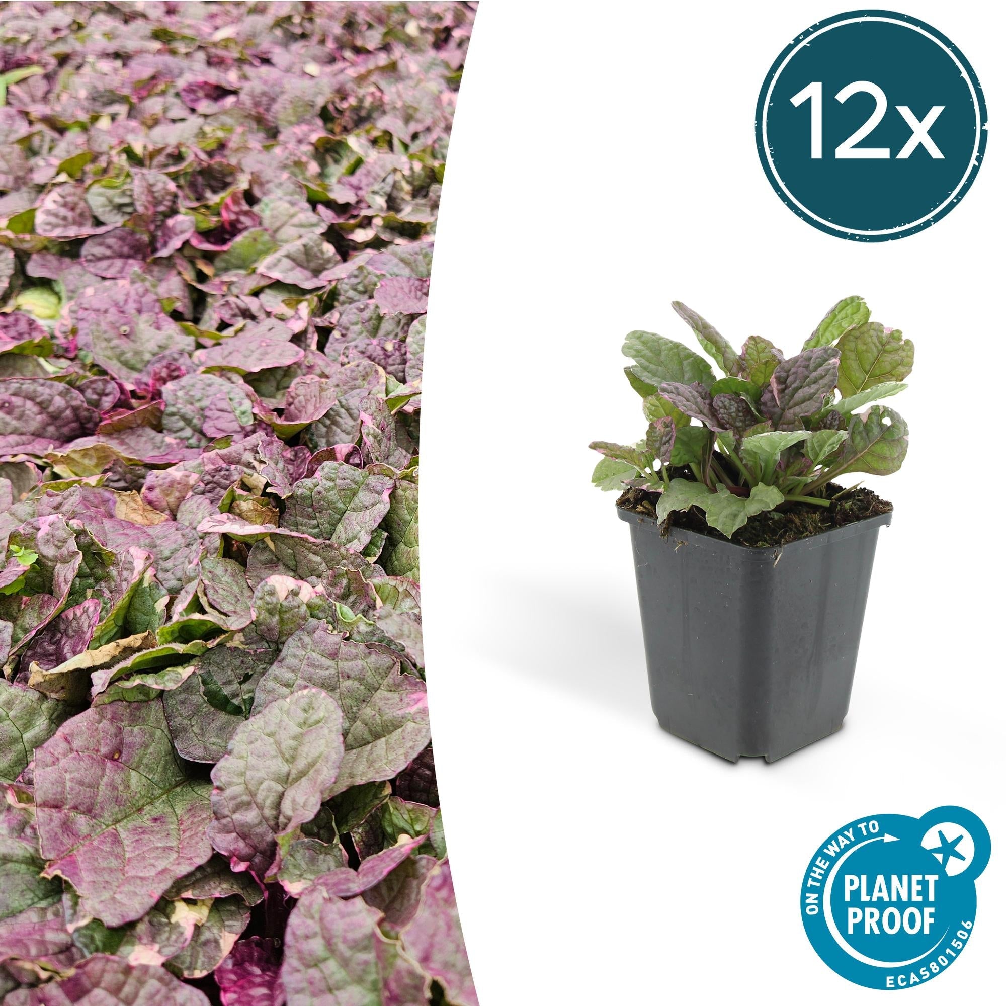 Kriechender Günsel Ajuga reptans 'Burgundy Glow' – ↕10-25cm – Ø9cm – Halbschatten & Schatten – Pflegeleicht – Plant