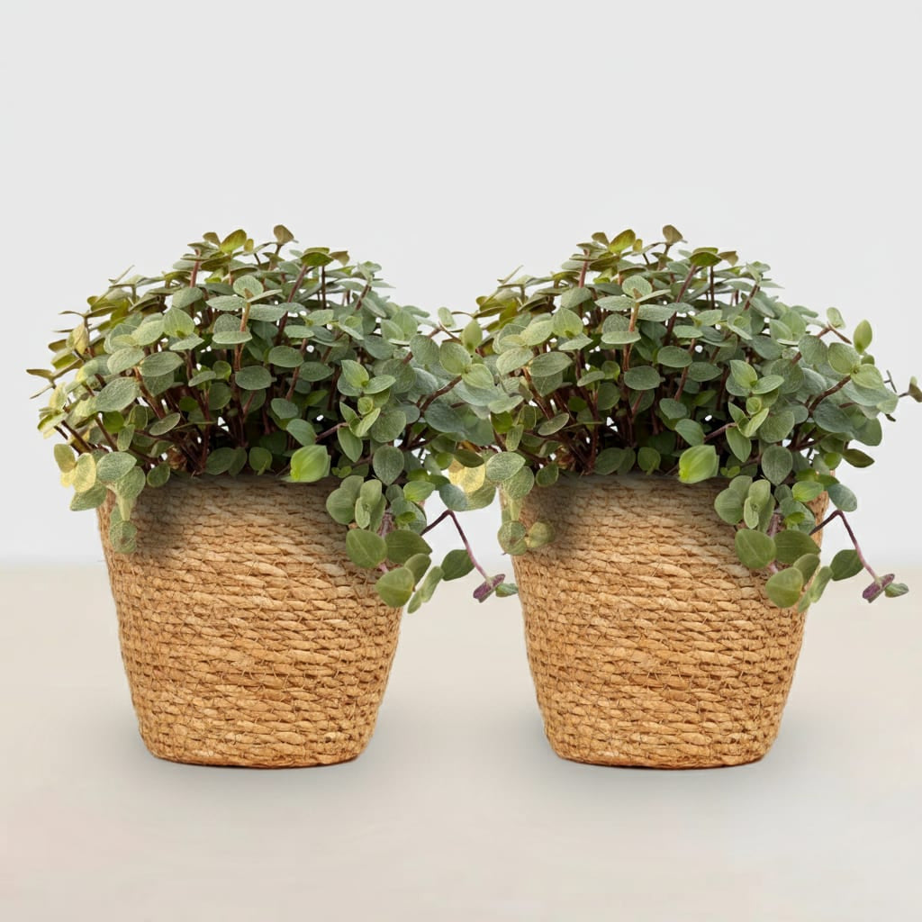 Calissia Repens Zimmerpflanze inkl. Naturkorb
