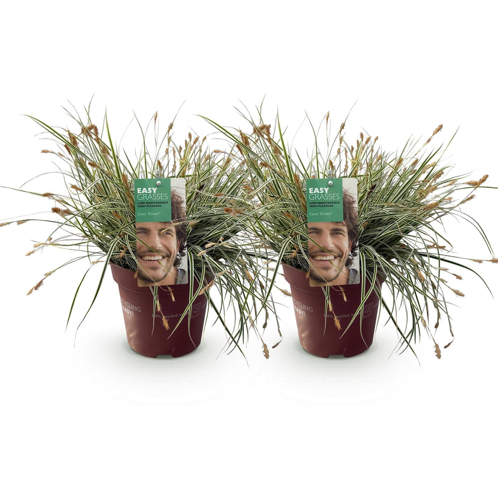 Grünweiße Segge Carex oshimensis Everest – Ø17cm – Immergrün, winterhart & pflegeleicht – Weiß – grüne Blätter – Höhe ca. 50cm – Plant