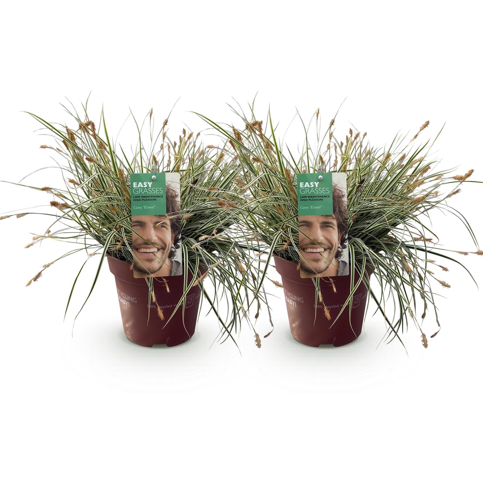 Grünweiße Segge Carex oshimensis Everest – Ø17cm – Immergrün, winterhart & pflegeleicht – Weiß – grüne Blätter – Höhe ca. 50cm – Plant