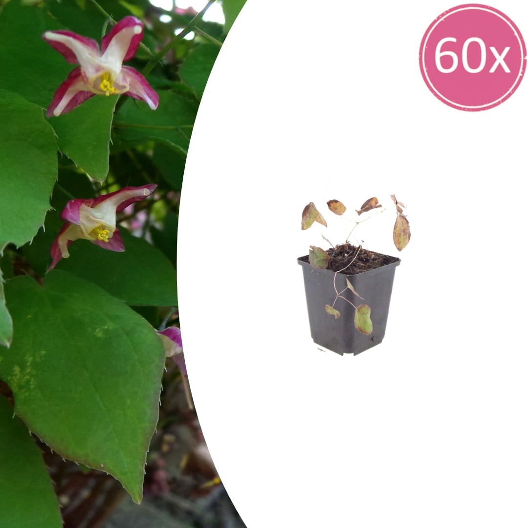 Elfenblume Epimedium rubrum – 10-25cm – Ø9cm – Winterharte Schattenstaude mit rotrosa Blüten – Bodendecker für Garten & Gehölzrand