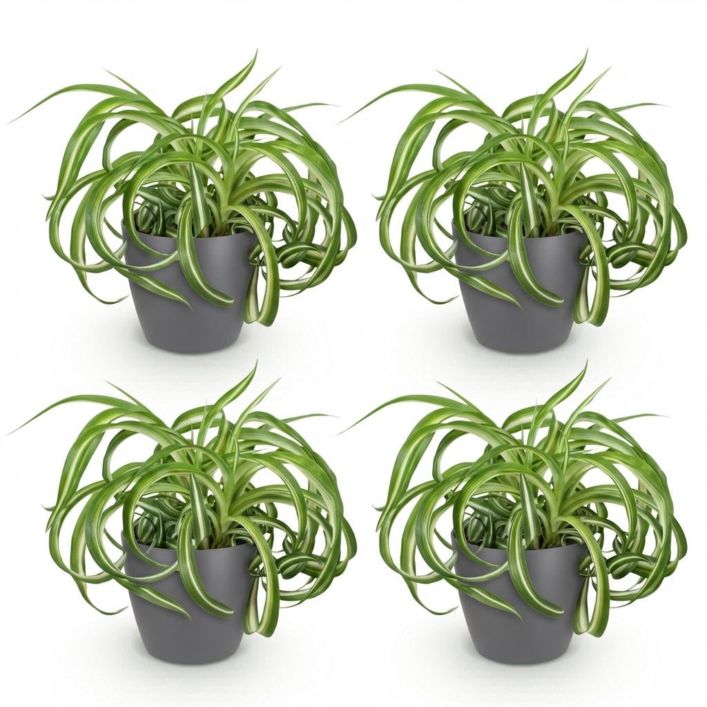 Chlorophytum Comosum Bonnie Lockige Graslilie – Zimmerpflanzen im grauen Topf Ø12cm Höhe20cm – Haustierfreundliche Grünpflanze