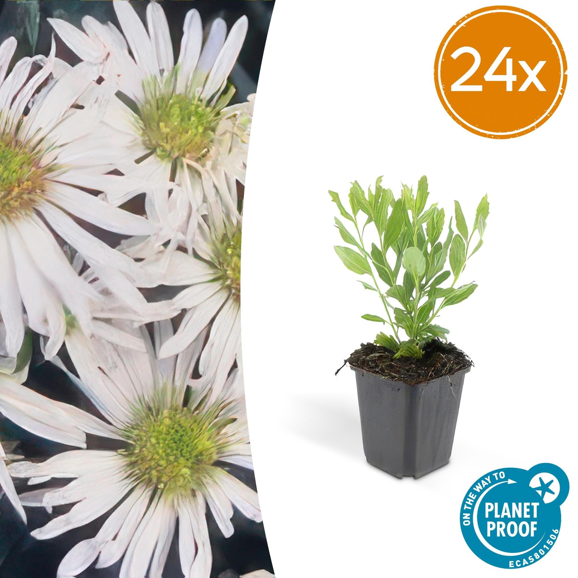 Wildaster Aster ageratoides 'Ashvi' – ↕10-25cm – Ø9cm – Weiße Herbstblüte – Pflegeleicht – Sonne – Plant