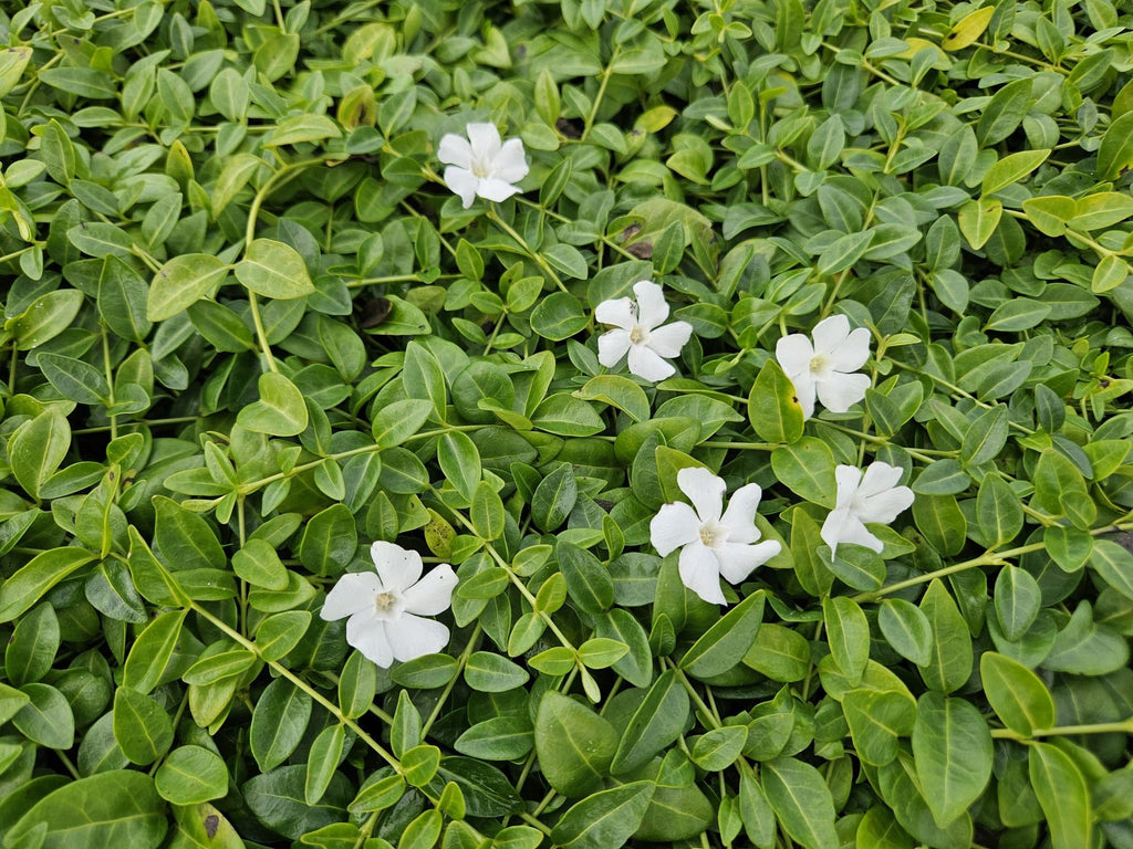 Kleines Immergrün Vinca minor 'Gertrude Jekyll' – ↕10-25cm – Ø9cm – Plant